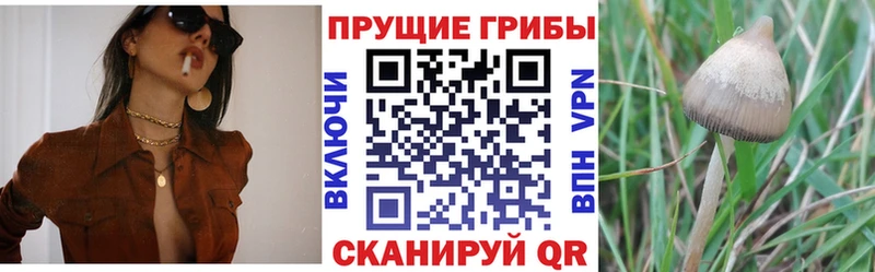 blacksprut Малоархангельск Псилоцибиновые грибы Cubensis